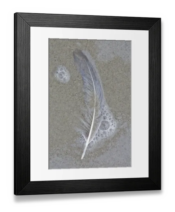 Framed Print : USA, Maine, Pine Point. Gull feather on beach Framed Print : USA, Maine, Pine Point. Gull feather on beach