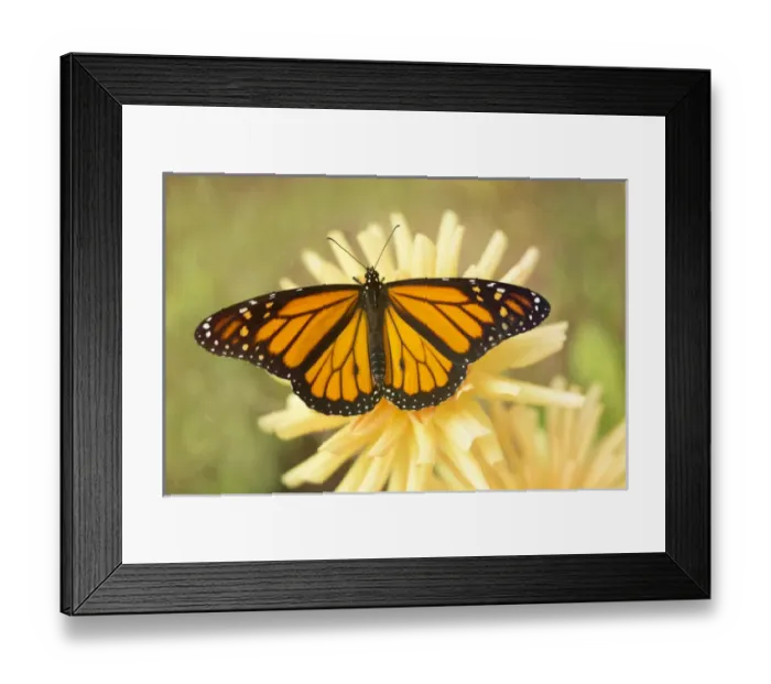 Framed Print : USA, Maine, Harpswell. Monarch butterfly on dahlia Framed Print : USA, Maine, Harpswell. Monarch butterfly on dahlia