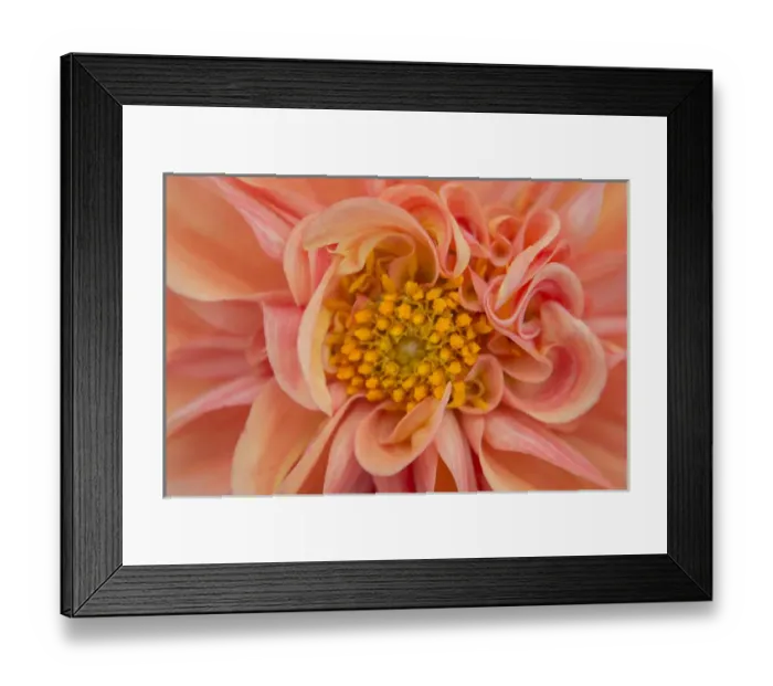 Framed Print : USA, Maine, Harpswell. Orange dahlia detail