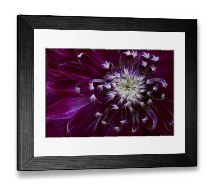 Framed Print : USA, Maine, Harpswell. Purple dahlia detail Framed Print : USA, Maine, Harpswell. Purple dahlia detail