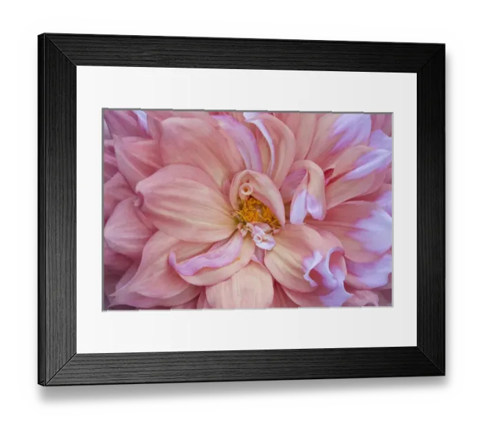 Framed Print : USA, Maine, Harpswell. Pink dahlia detail
