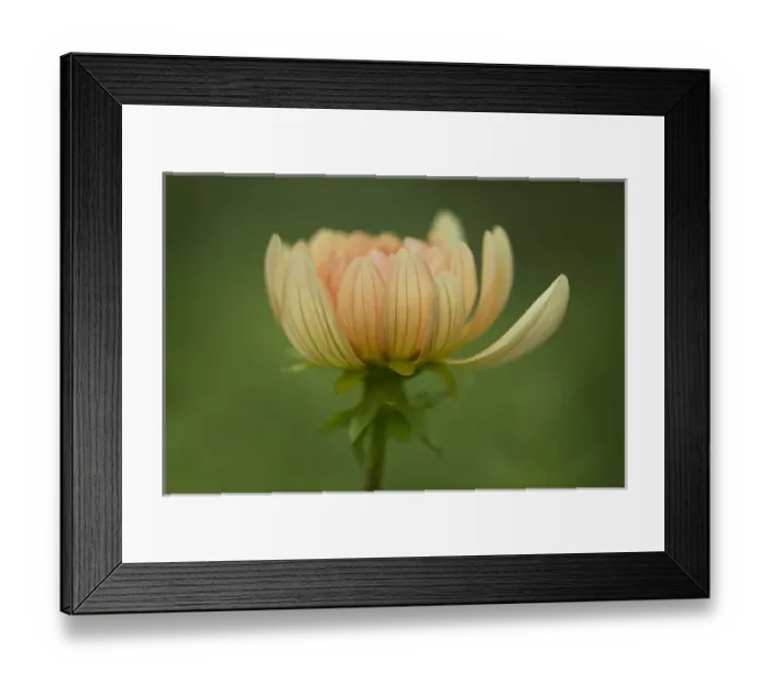 Framed Print : USA, Maine, Harpswell. Dahlia flower. Credit as: Kathleen Clemons  /  Jaynes Gallery  /  DanitaDelimont