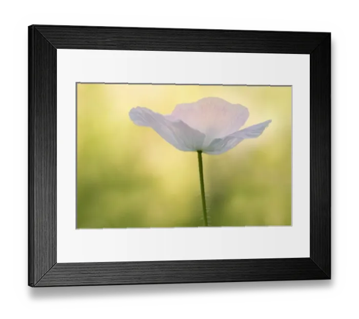Framed Print : USA, Maine, Harpswell. White poppy. Credit as: Kathleen Clemons  /  Jaynes Gallery  /  DanitaDelimont