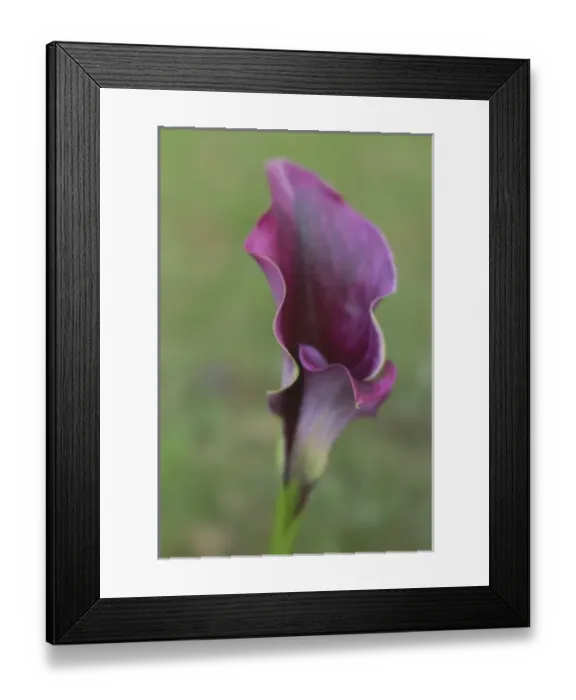 Framed Print : USA, Maine, Harpswell. Purple calla lily close-up Framed Print : USA, Maine, Harpswell. Purple calla lily close-up