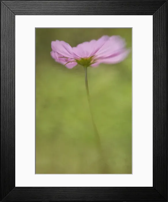 Framed Print : USA, Maine, Harpswell. Cosmos flower. Credit as: Kathleen Clemons / Jaynes Gallery / DanitaDelimont Framed Print : USA, Maine, Harpswell. Cosmos flower. Credit as: Kathleen Clemons / Jaynes Gallery / DanitaDelimont