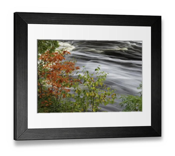 Framed Print : Red maple tree and cascade belowTahquamenon Falls, Tahquamenon Falls State Park, Upper Peninsula Framed Print : Red maple tree and cascade belowTahquamenon Falls, Tahquamenon Falls State Park, Upper Peninsula