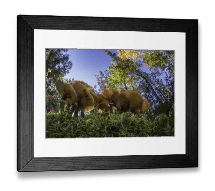 Framed Print : Low wide angle view of mushrooms on forest floor, Upper Peninsula of Michigan, Hiawatha Framed Print : Low wide angle view of mushrooms on forest floor, Upper Peninsula of Michigan, Hiawatha