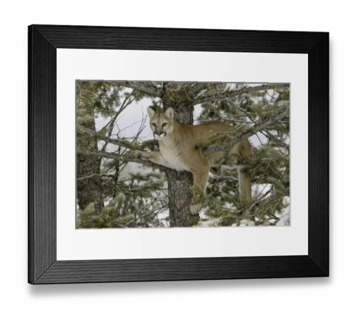 Framed Print : Mountain Lion in tree, (Captive) Montana Puma concolor Framed Print : Mountain Lion in tree, (Captive) Montana Puma concolor