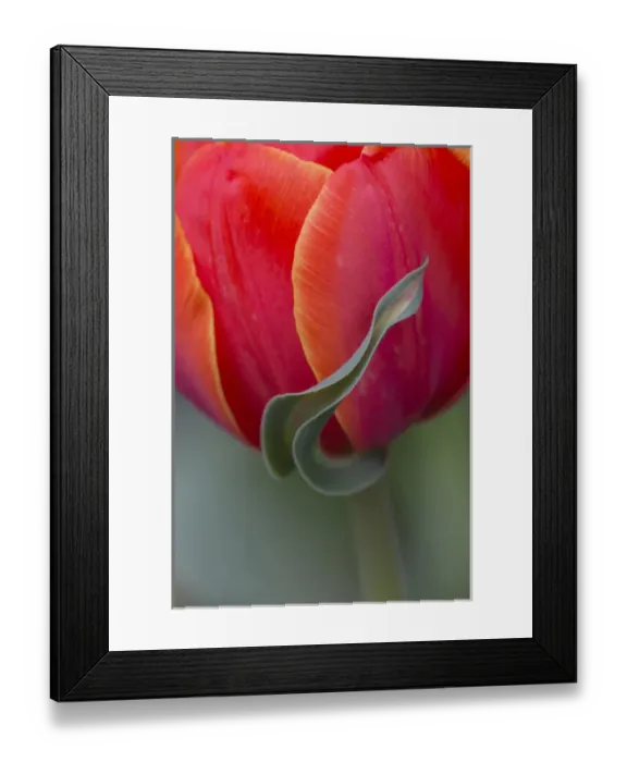 Framed Print : USA, Maine, Cape Elizabeth. Sepal tulip flower Framed Print : USA, Maine, Cape Elizabeth. Sepal tulip flower