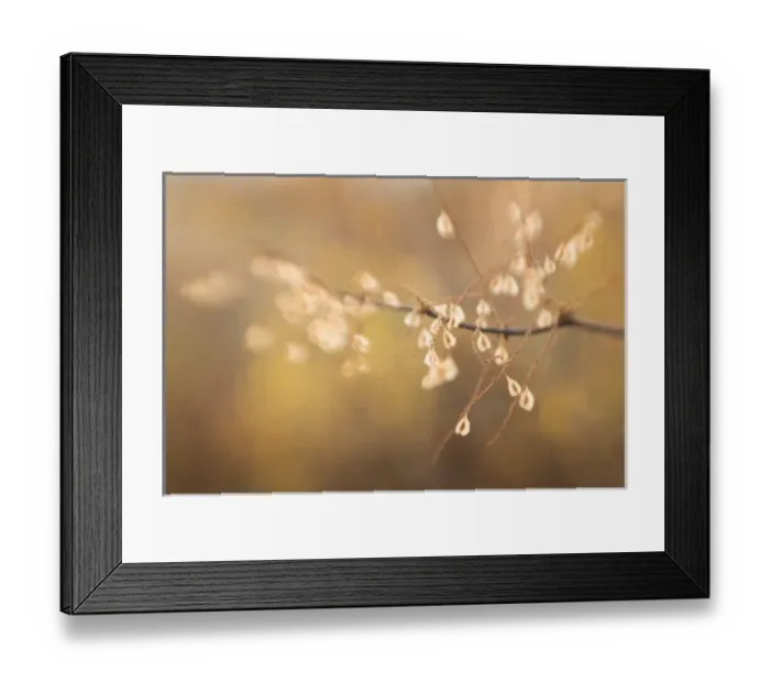 Framed Print : USA, Maine, Harpswell. Bamboo seeds close-up Framed Print : USA, Maine, Harpswell. Bamboo seeds close-up
