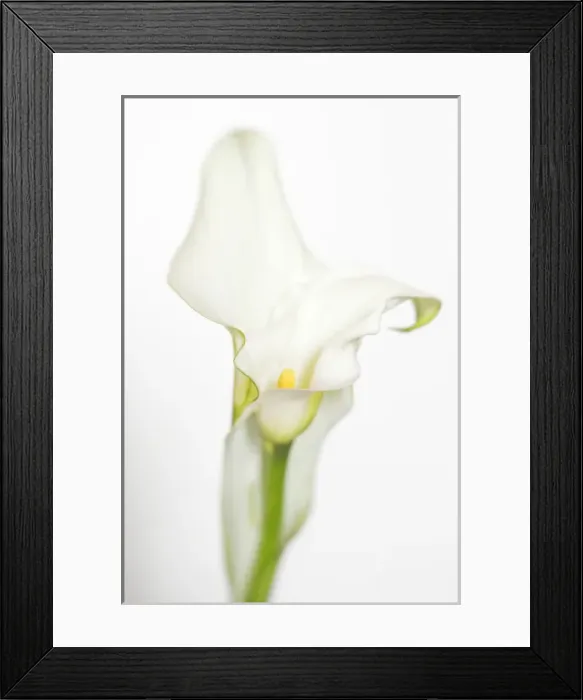 Framed Print : USA, Maine, Harpswell. White calla lily. Credit as: Kathleen Clemons / Jaynes Gallery Framed Print : USA, Maine, Harpswell. White calla lily. Credit as: Kathleen Clemons / Jaynes Gallery