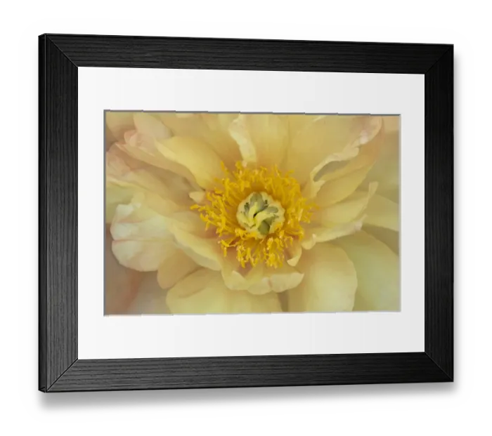 Framed Print : USA, Maine, Harpswell. Yellow peony. Credit as: Kathleen Clemons  /  Jaynes Gallery  /  DanitaDelimont