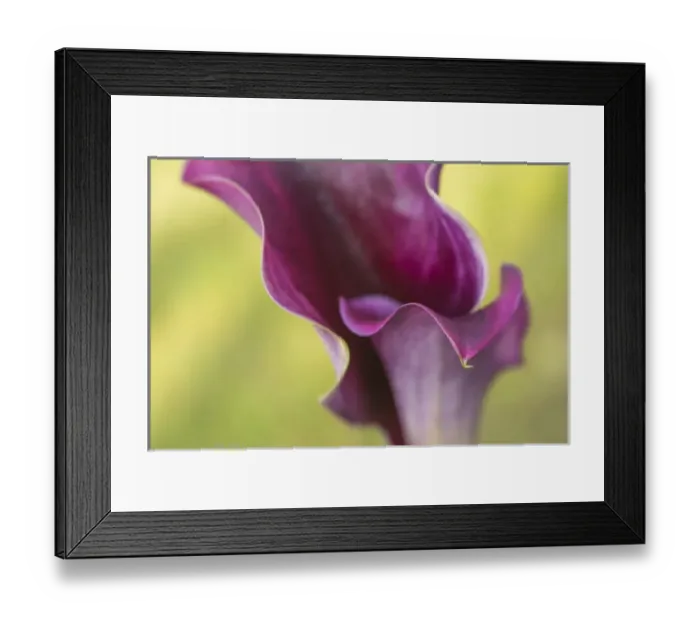 Framed Print : USA, Maine, Harpswell. Purple calla lily close-up Framed Print : USA, Maine, Harpswell. Purple calla lily close-up