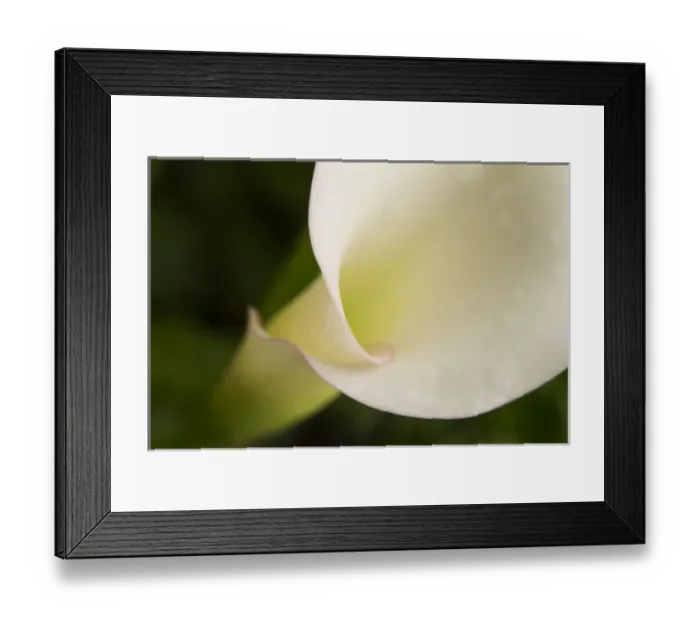 Framed Print : USA, Maine, Harpswell. White calla lily close-up Framed Print : USA, Maine, Harpswell. White calla lily close-up