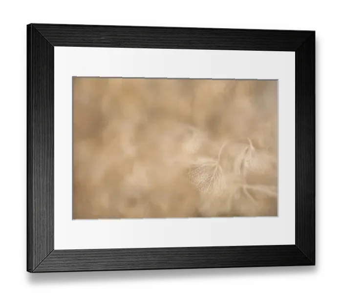 Framed Print : USA, Maine, Harpswell. Hydrangea abstract Framed Print : USA, Maine, Harpswell. Hydrangea abstract