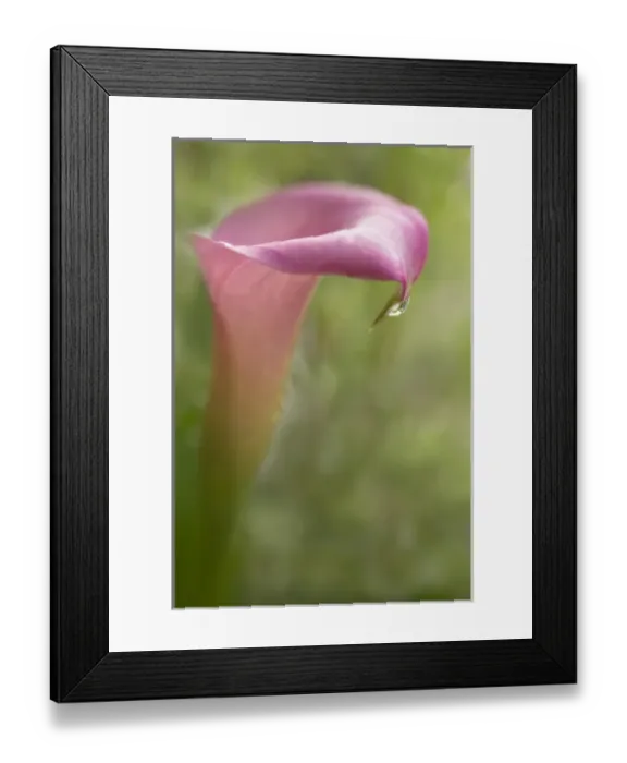 Framed Print : USA, Maine, Harpswell. Pink calla lily with dew Framed Print : USA, Maine, Harpswell. Pink calla lily with dew