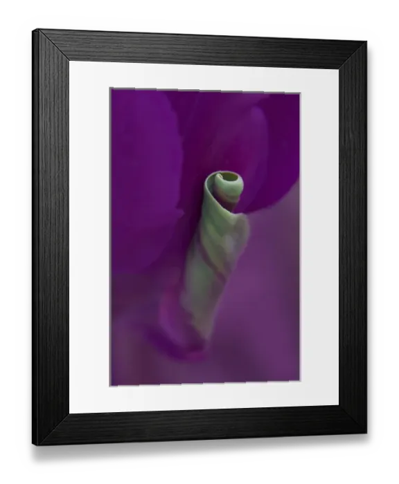 Framed Print : USA, Maine, Cape Elizabeth. Twisted tulip petal Framed Print : USA, Maine, Cape Elizabeth. Twisted tulip petal