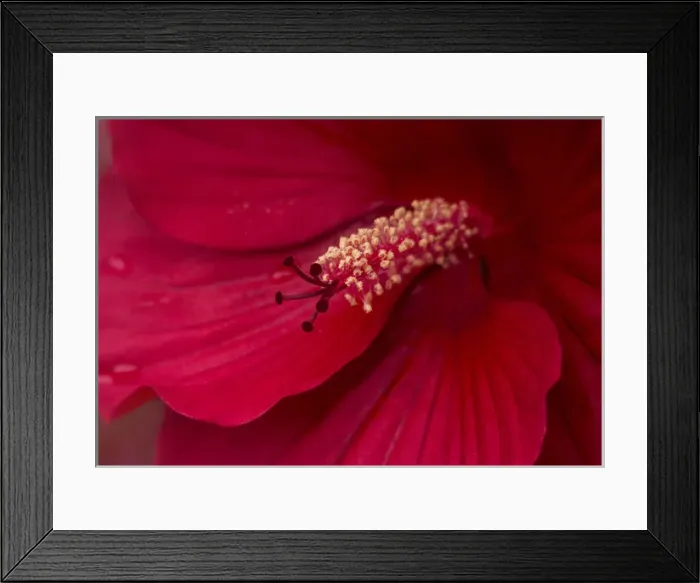 Framed Print : USA, Maine, Harpswell. Hibiscus detail. Credit as: Kathleen Clemons / Jaynes Gallery Framed Print : USA, Maine, Harpswell. Hibiscus detail. Credit as: Kathleen Clemons / Jaynes Gallery