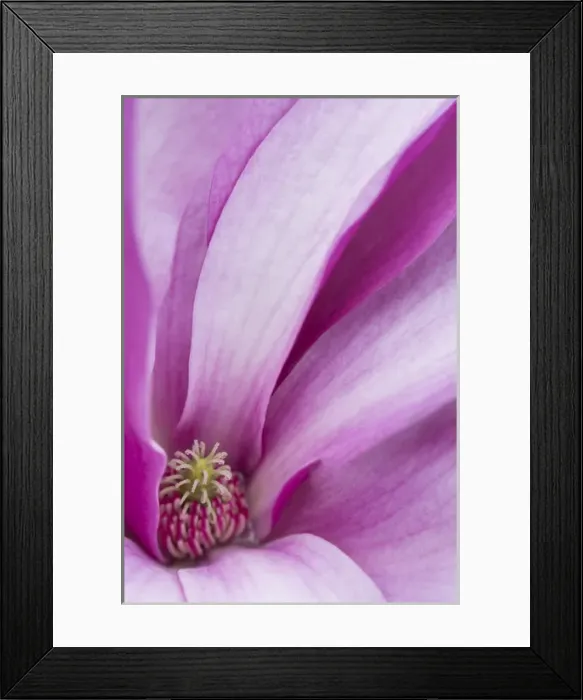 Framed Print : USA, Maine, Harpswell. Magnolia flower interior Framed Print : USA, Maine, Harpswell. Magnolia flower interior
