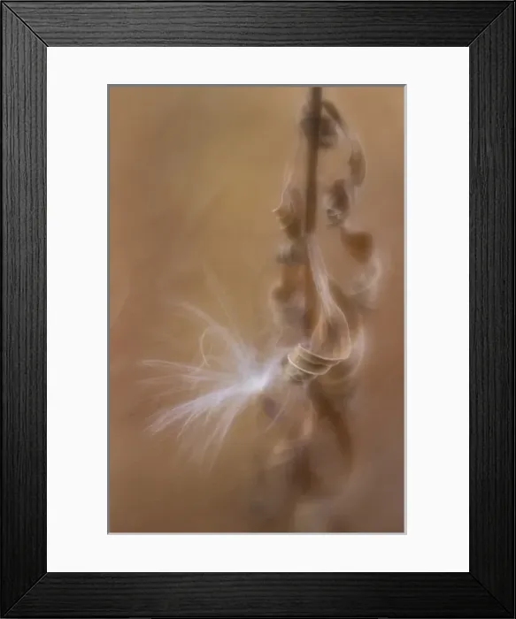 Framed Print : USA, Maine, Harpswell. Fern curves and milkweed seed