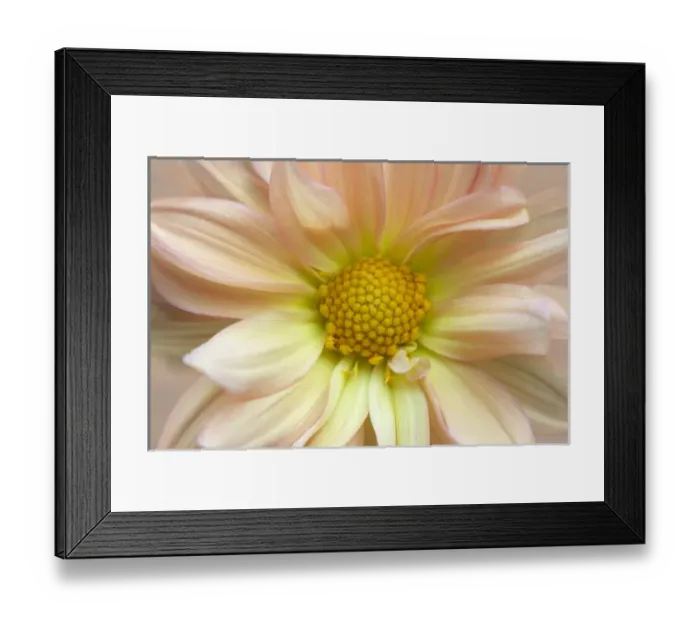 Framed Print : USA, Maine, Harpswell. Dahlia detail. Credit as: Kathleen Clemons  /  Jaynes Gallery  /  DanitaDelimont
