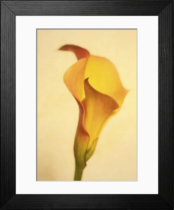 Framed Print : USA, Maine, Harpswell. Calla lily close-up