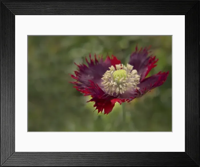 Framed Print : USA, Maine, Harpswell. Red poppy. Credit as: Kathleen Clemons  /  Jaynes Gallery  /  DanitaDelimont