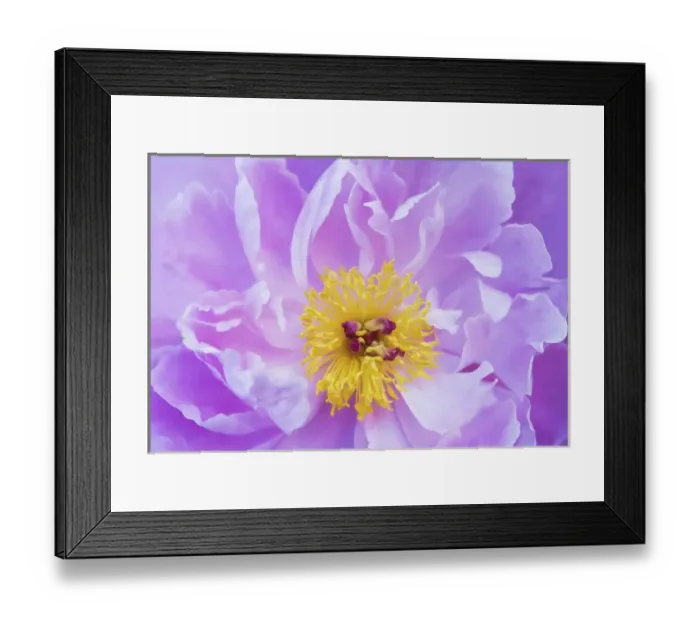 Framed Print : USA, Maine, Harpswell. Purple peony detail