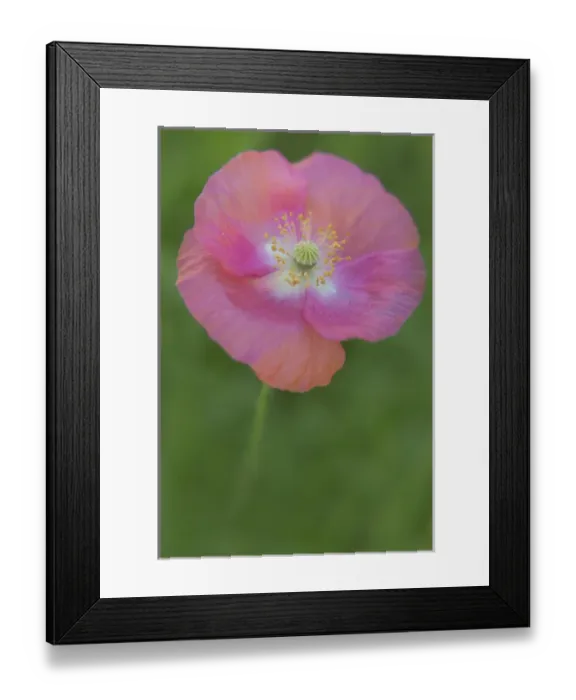 Framed Print : USA, Maine, Harpswell. Pink poppy. Credit as: Kathleen Clemons  /  Jaynes Gallery  /  DanitaDelimont