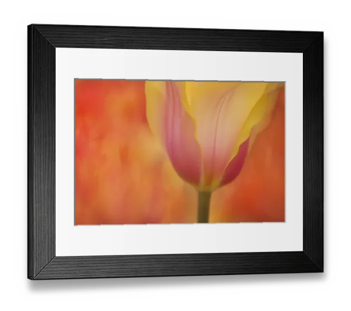 Framed Print : USA, Maine, Harpswell. Tulip on textured background Framed Print : USA, Maine, Harpswell. Tulip on textured background