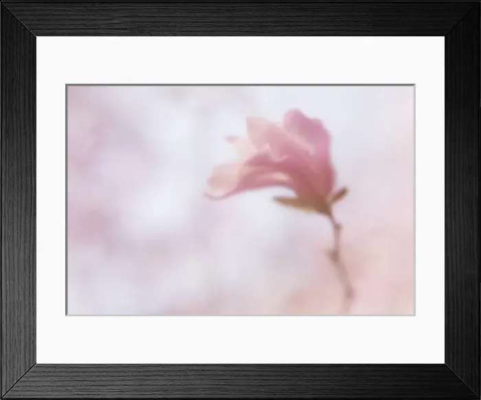 Framed Print : USA, Maine, Harpswell. Soft magnolia flower