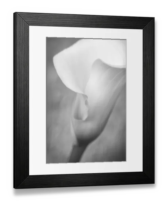 Framed Print : USA, Maine, Harpswell. White calla lily. Credit as: Kathleen Clemons / Jaynes Gallery Framed Print : USA, Maine, Harpswell. White calla lily. Credit as: Kathleen Clemons / Jaynes Gallery
