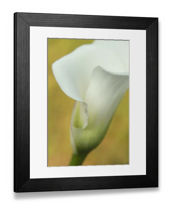 Framed Print : USA, Maine, Harpswell. White calla lily. Credit as: Kathleen Clemons / Jaynes Gallery Framed Print : USA, Maine, Harpswell. White calla lily. Credit as: Kathleen Clemons / Jaynes Gallery