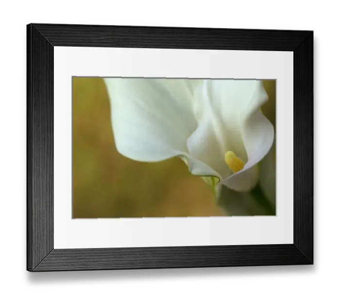 Framed Print : USA, Maine, Harpswell. White calla lily. Credit as: Kathleen Clemons / Jaynes Gallery Framed Print : USA, Maine, Harpswell. White calla lily. Credit as: Kathleen Clemons / Jaynes Gallery