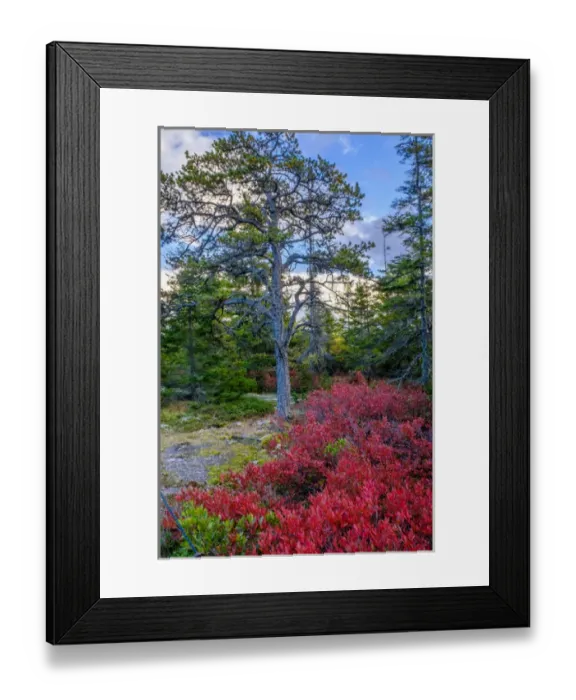 Framed Print : Maine, fall colors, bush, tree Framed Print : Maine, fall colors, bush, tree
