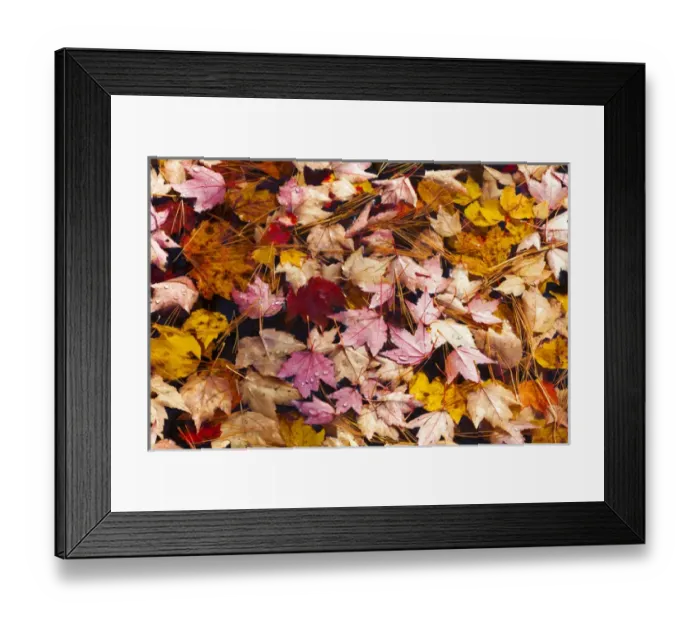 Framed Print : USA; North America, Maine; Acadia National Park; Fall leaves with water drops in Framed Print : USA; North America, Maine; Acadia National Park; Fall leaves with water drops in