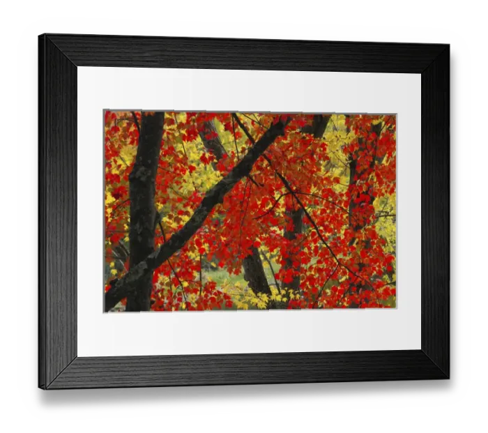 Framed Print : Red Maple Close-Up, Sebago Lake State Park, Raymond, Maine, USA
