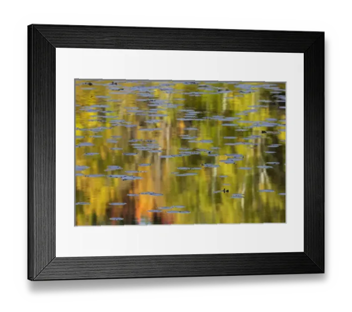 Framed Print : Autumn colors and lily pads reflecting on Thornton Lake at sunrise, Hiawatha National Forest Framed Print : Autumn colors and lily pads reflecting on Thornton Lake at sunrise, Hiawatha National Forest