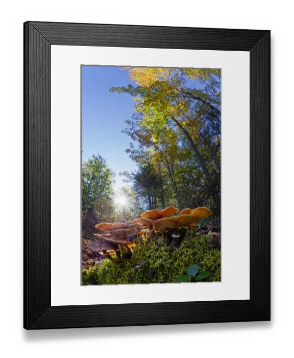 Framed Print : Low wide angle view of mushrooms on forest floor, Upper Peninsula of Michigan, Hiawatha