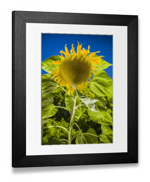 Framed Print : USA, Maine, Wiscasset, sunflower Framed Print : USA, Maine, Wiscasset, sunflower