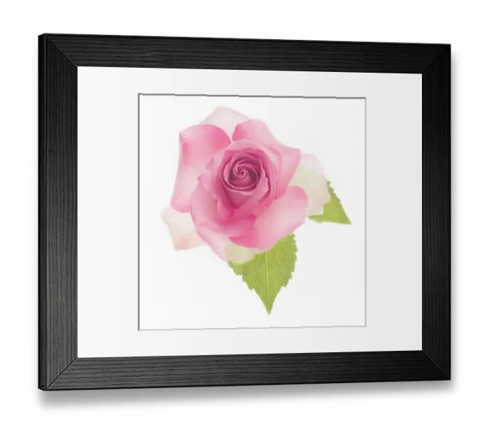 Framed Print : USA, Maryland, Bethesda, Pink Rose, Digitally Altered Framed Print : USA, Maryland, Bethesda, Pink Rose, Digitally Altered