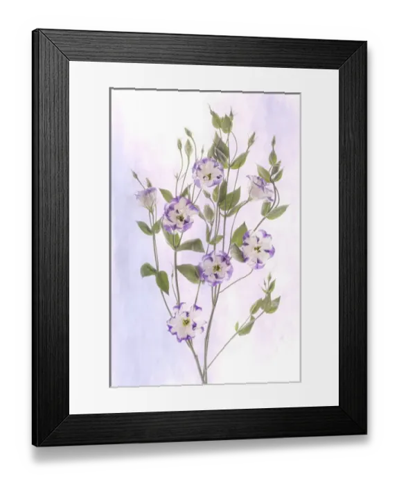 Framed Print : USA, Maryland, Bethesda, Purple and White, Digitally Altered