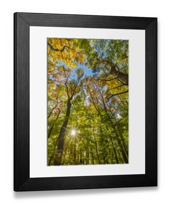 Framed Print : Fall in a forest in Amesbury, Massachusetts Framed Print : Fall in a forest in Amesbury, Massachusetts