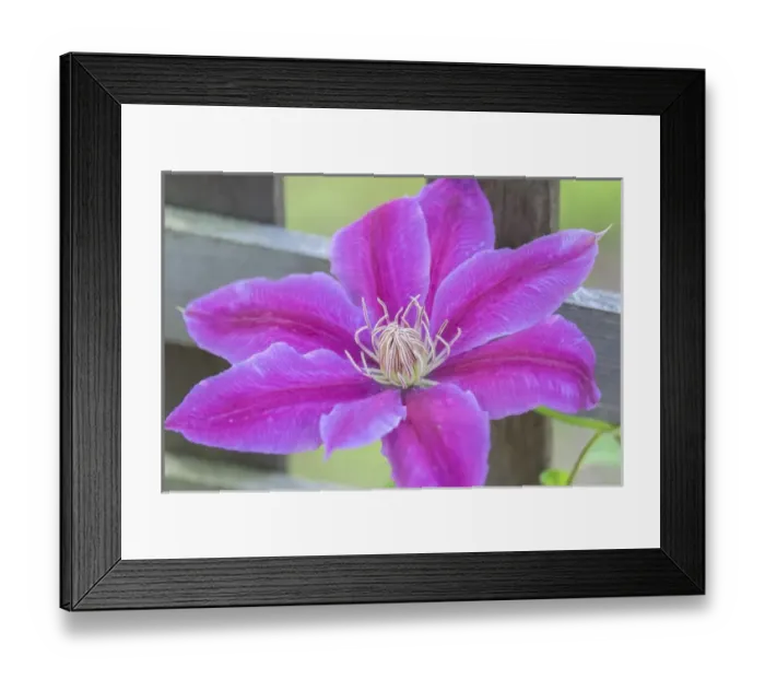 Framed Print : Clematis flower, Reading, Massachusetts, USA