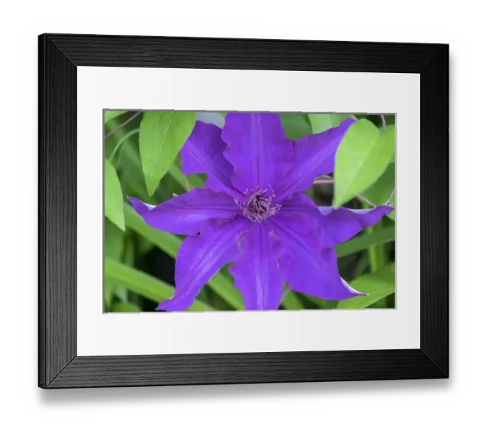 Framed Print : Clematis flower, Reading, Massachusetts, USA Framed Print : Clematis flower, Reading, Massachusetts, USA