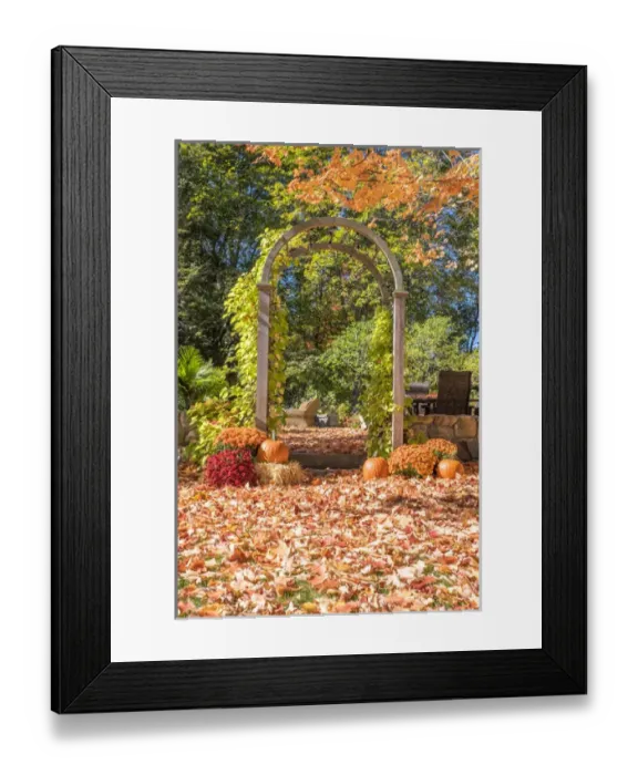Framed Print : Pumpkin and Mums, Fall Foliage, Reading, Massachusetts, USA