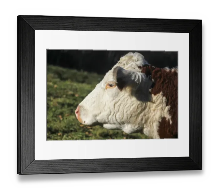 Framed Print : A cow at Wheel-View Farm, Shelburne, Massachusetts, United States, North America Framed Print : A cow at Wheel-View Farm, Shelburne, Massachusetts, United States, North America