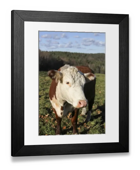 Framed Print : A cow at Wheel-View Farm, Shelburne, Massachusetts, United States, North America Framed Print : A cow at Wheel-View Farm, Shelburne, Massachusetts, United States, North America