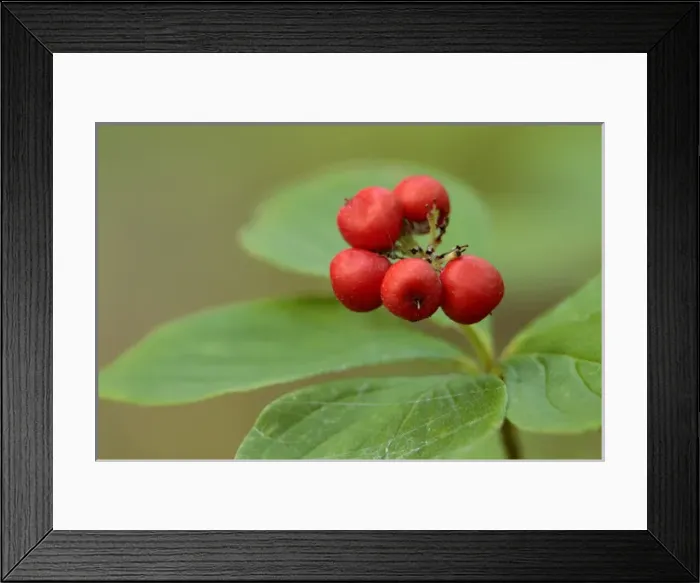 Framed Print : Bunchberry, Cornus canadensis, Banning State Park, Minnesota
