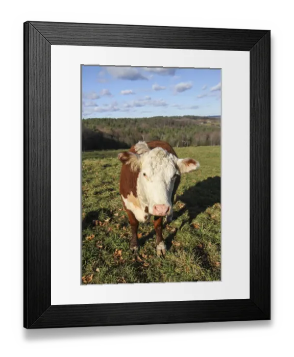 Framed Print : A cow at Wheel-View Farm, Shelburne, Massachusetts, United States, North America